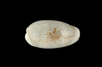 藏品(愛龍寶螺)的圖片